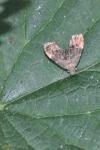 Anthophila fabriciana
