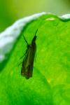 Crambus lathoniellus