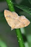 Camptogramma bilineata