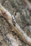 Argyresthia spinosella