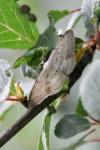 Idaea seriata