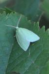 Tortrix viridana