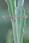 Oxyptilus