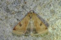 Heliothis peltigera