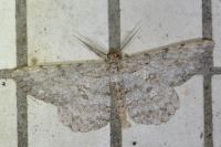 Hypomecis punctinalis