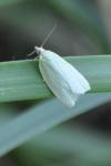 Tortrix viridana