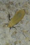 Wittia sororcula