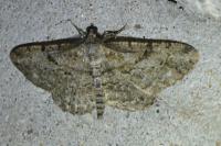 Peribatodes rhomboidaria
