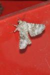 Hecatera dysodea