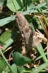 Nomophila noctuella