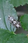 Zeiraphera isertana