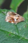 Archips xylosteana