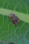 Epinotia abbreviana