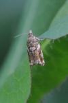 Epinotia abbreviana