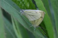Pieris napi