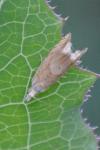 Eucosma conterminana