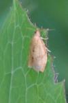 Clepsis consimilana