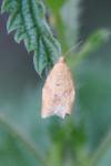 Clepsis consimilana