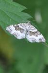 Epirrhoe alternata