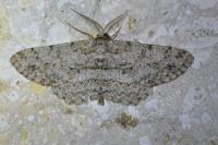 Hypomecis punctinalis