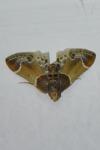 Pyralis farinalis