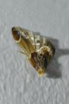 Pyralis farinalis