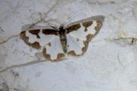 Lomaspilis marginata