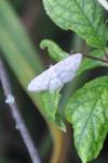Idaea seriata