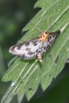 Anania hortulata