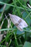 Celypha striana