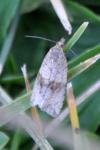 Celypha striana