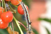 Acronicta psi