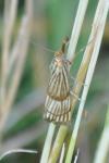 Chrysocrambus linetella
