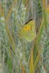 Colias crocea