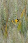 Colias crocea