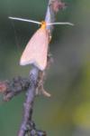 Eurodachtha pallicornella