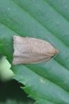 Archips rosana