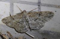 Peribatodes rhomboidaria