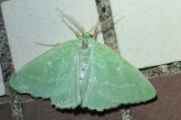 Thetidia smaragdaria