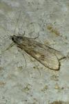 Nomophila noctuella