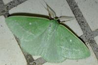 Thetidia smaragdaria