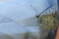 Lycaena tityrus