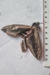 Sphinx ligustri