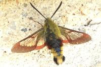 Hemaris fuciformis