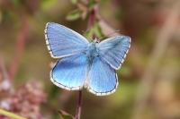 Lysandra bellargus