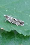 Zeiraphera isertana