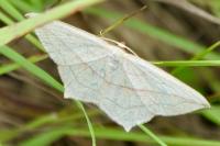 Timandra comae