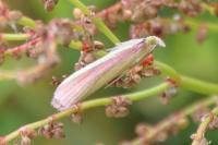 Oncocera semirubella