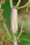Oncocera semirubella