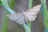 Idaea humiliata